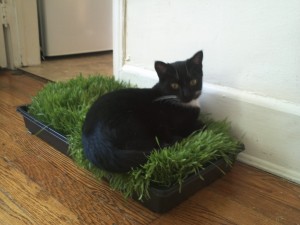 Beta. Photo: Kate Zidar.